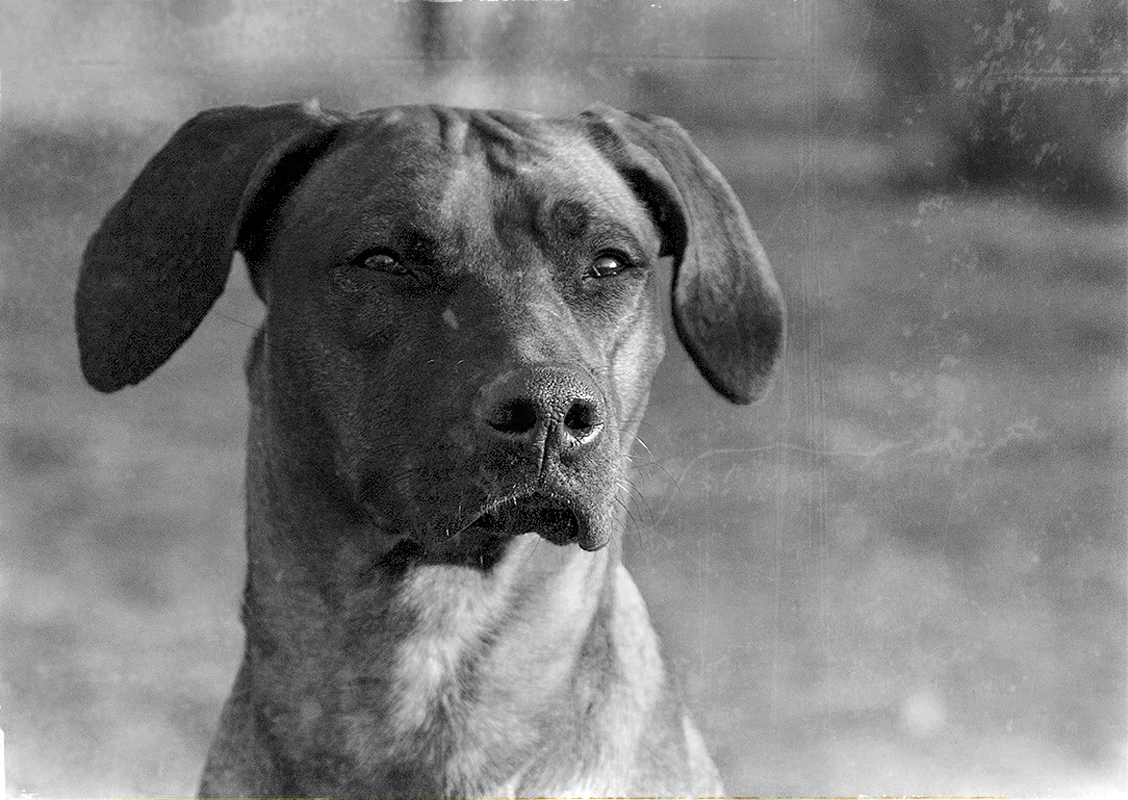 photo "***" tags: portrait, black&white, 