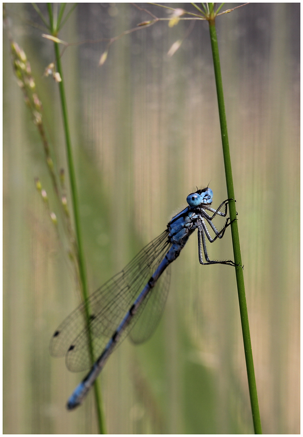 photo "June midday" tags: nature, macro and close-up, 