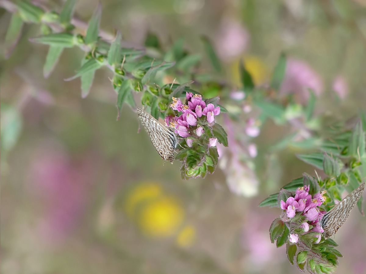 photo "***" tags: nature, insect