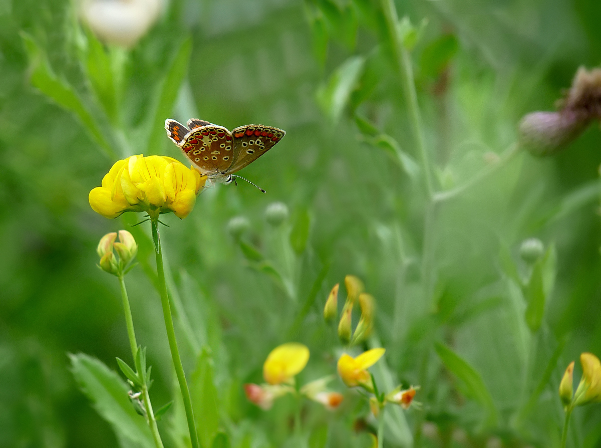 photo "***" tags: nature, insect