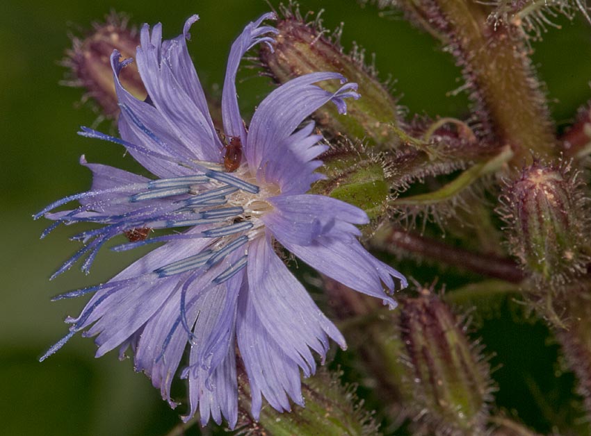 photo "flower" tags: macro and close-up, nature, 