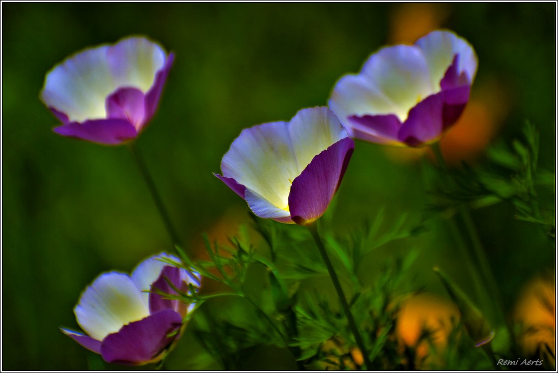 photo "***" tags: nature, macro and close-up, 