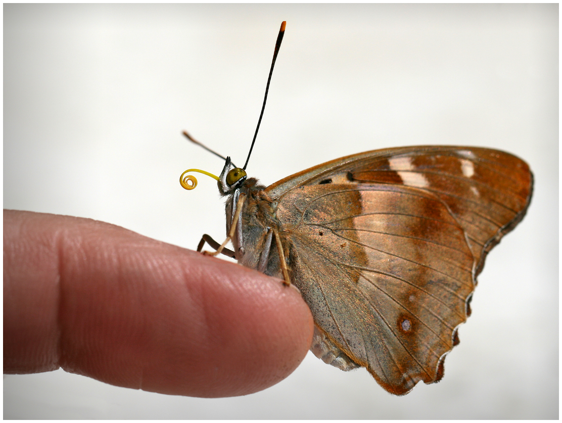 photo "Hand butterfly" tags: nature, macro and close-up, 