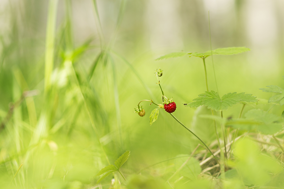 photo "***" tags: nature, macro and close-up, 