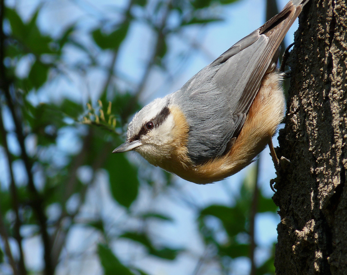 photo "***" tags: macro and close-up, wild animals