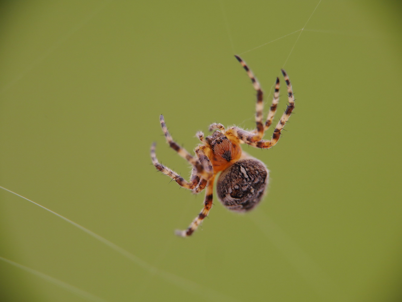 photo "***" tags: macro and close-up, 