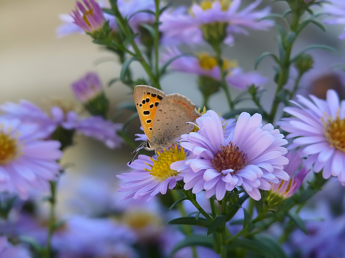 photo "***" tags: nature, insect