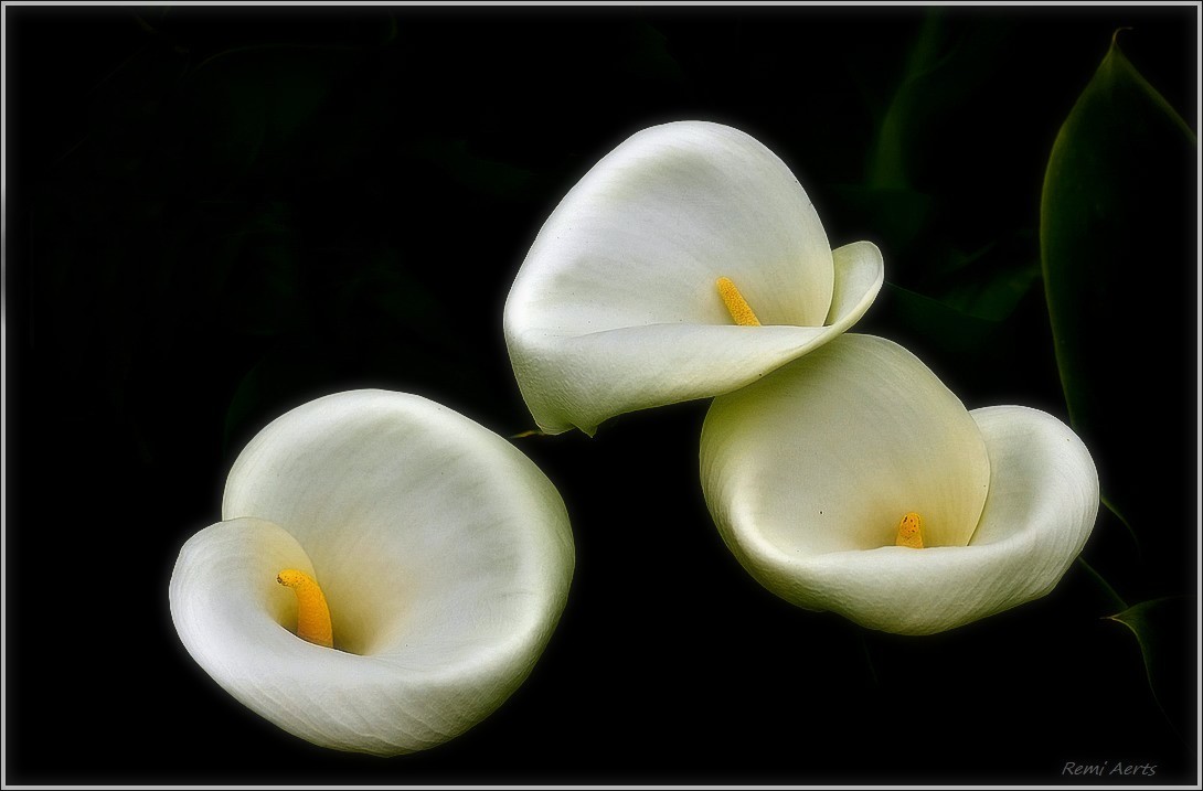 photo "***" tags: nature, macro and close-up, 