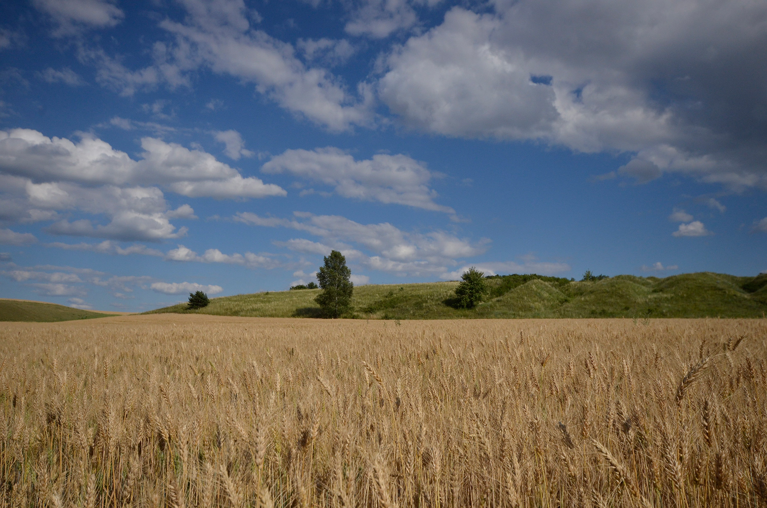 photo "***" tags: landscape, field, summer, колосья, хлеб