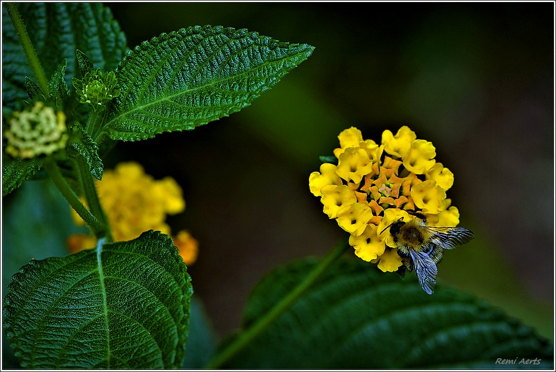 photo "***" tags: nature, macro and close-up, 