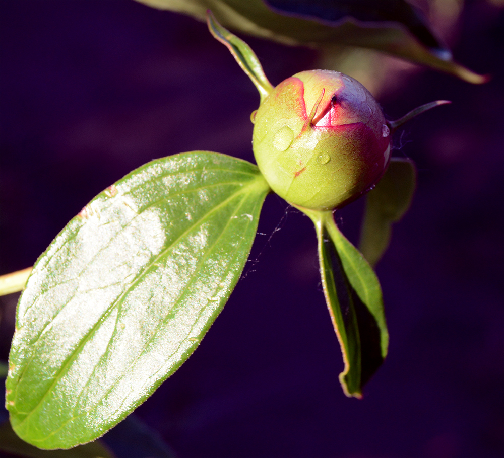 photo "***" tags: nature, flowers, пион