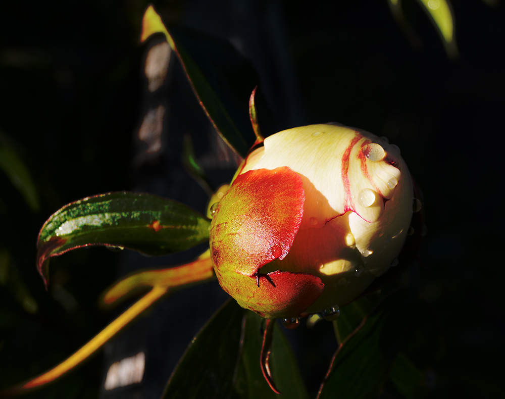 photo "***" tags: nature, flowers, пион