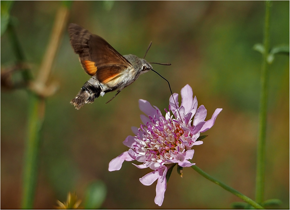 photo "***" tags: macro and close-up, nature, flowers, insect