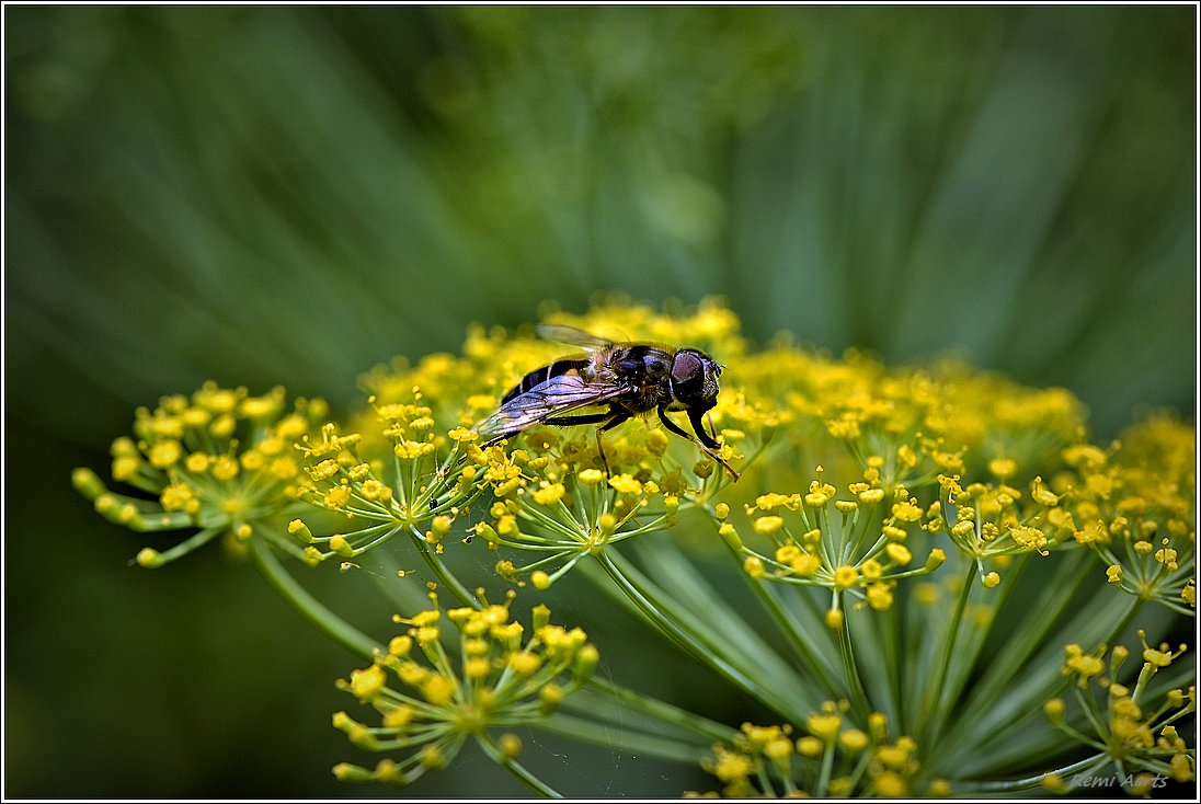 photo "***" tags: macro and close-up, nature, 