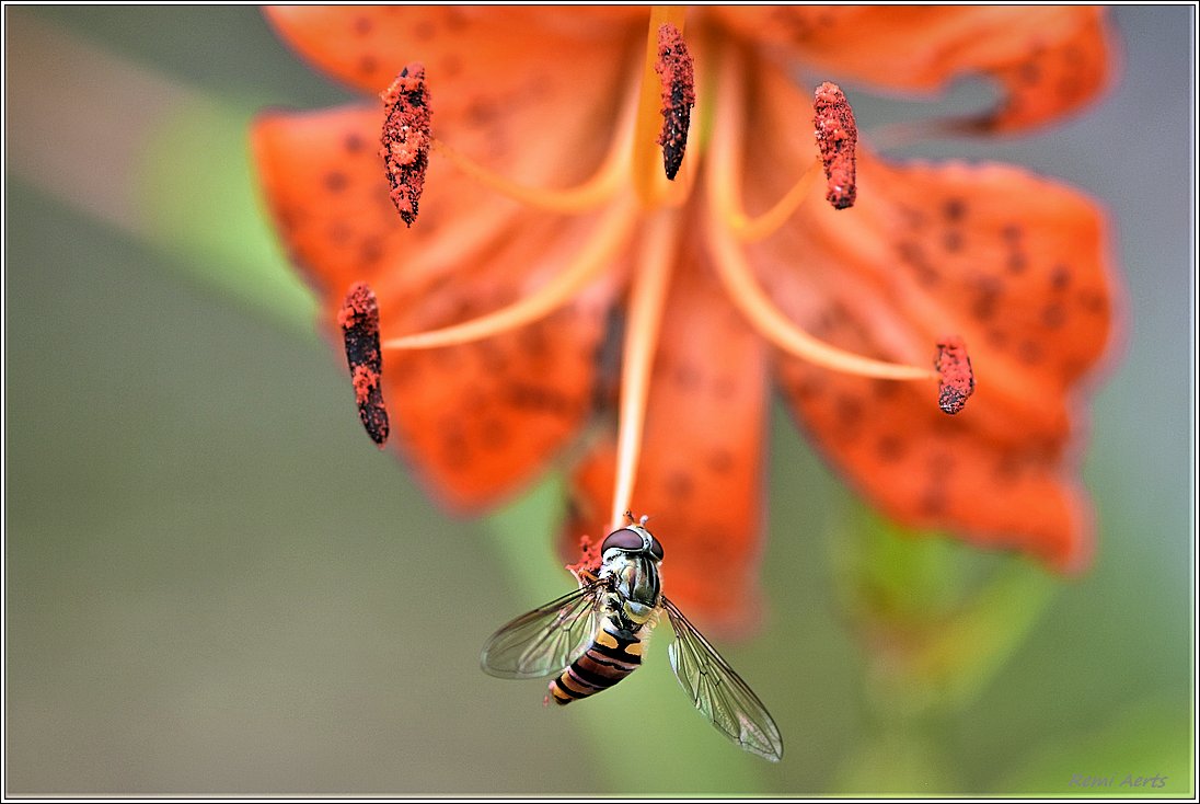 photo "***" tags: macro and close-up, nature, 