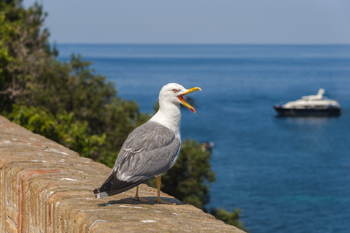 photo "An angry seagull" tags: nature, 