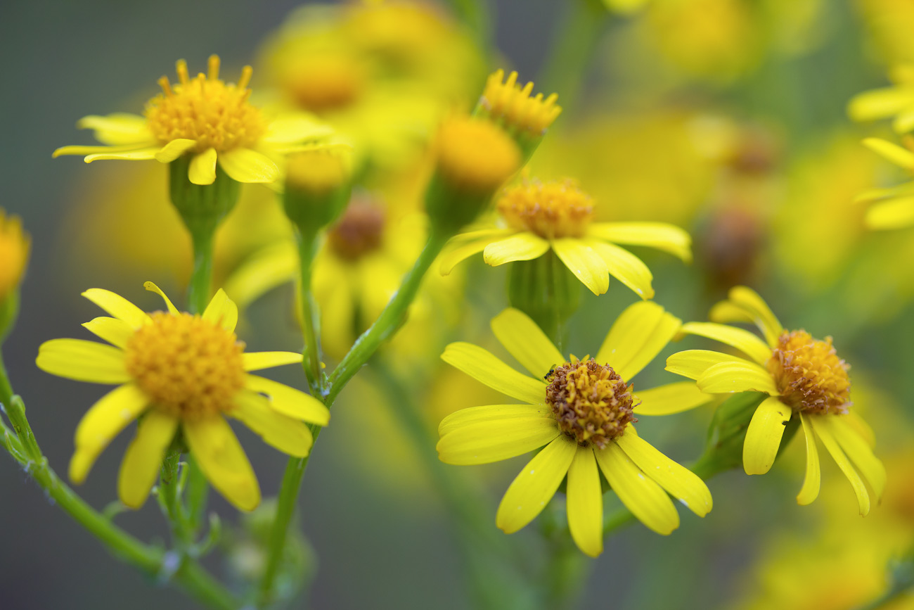 photo "***" tags: macro and close-up, 