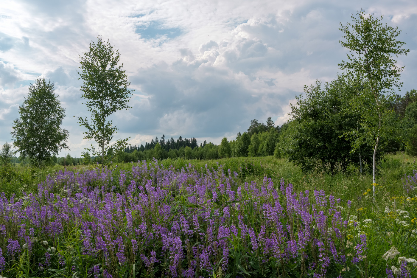 photo "***" tags: landscape, Russia, clouds, field, flowers, forest, Русский лес