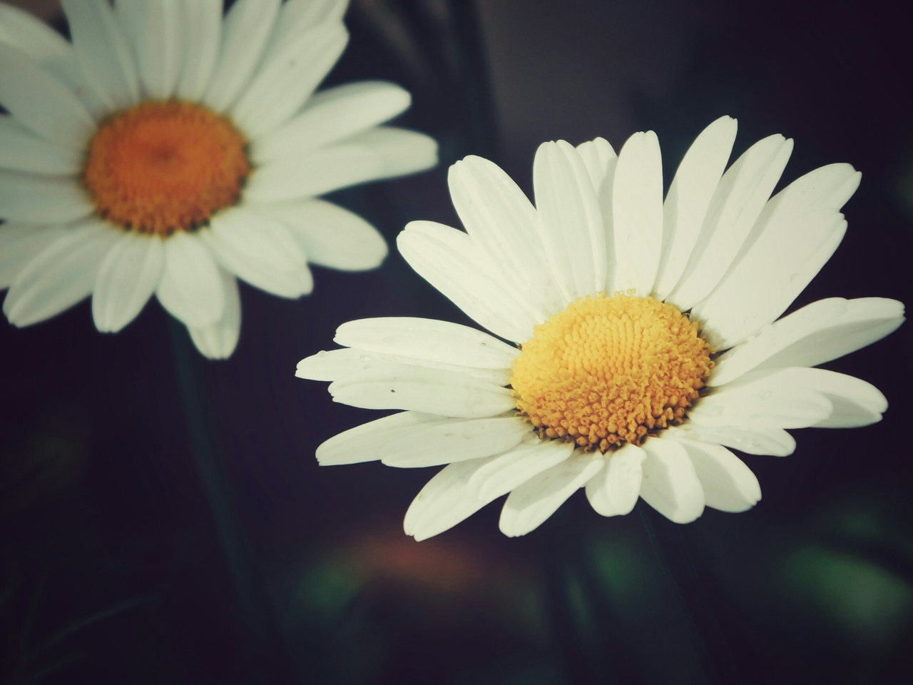 photo "***" tags: macro and close-up, nature, landscape, 