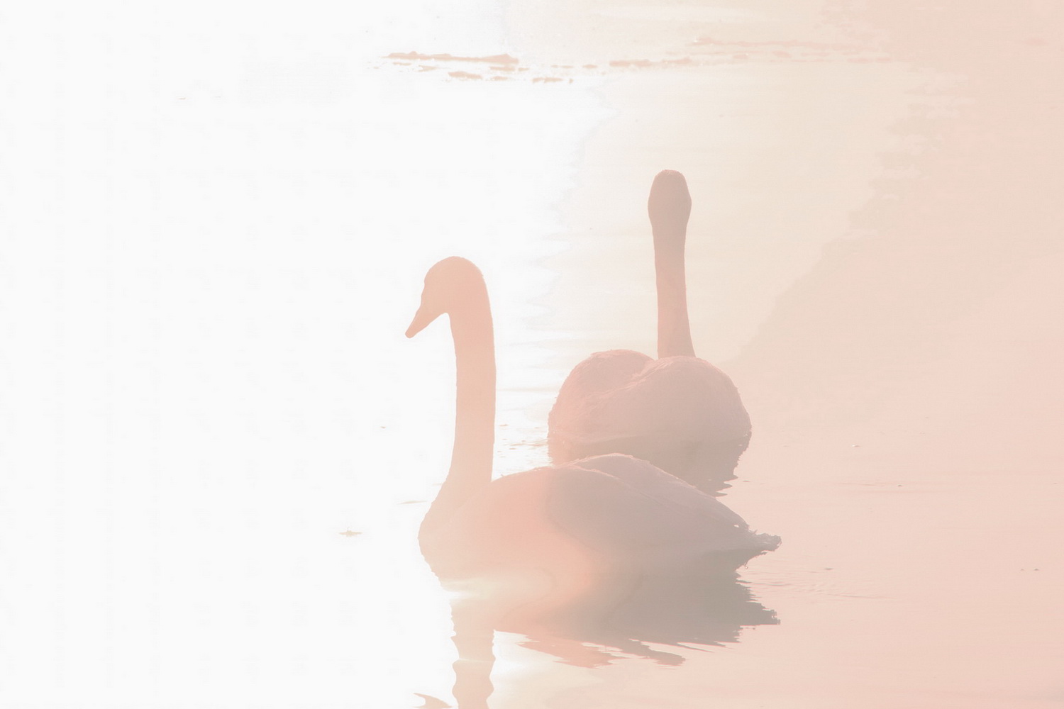 фото "Лебединная пара на рассвете" метки: природа, жанр, разное, птицы лебеди рассвет