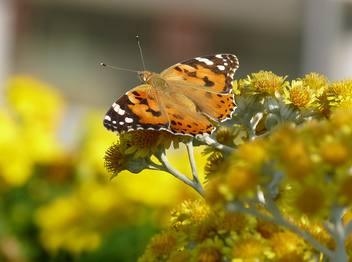 photo "***" tags: nature, insect