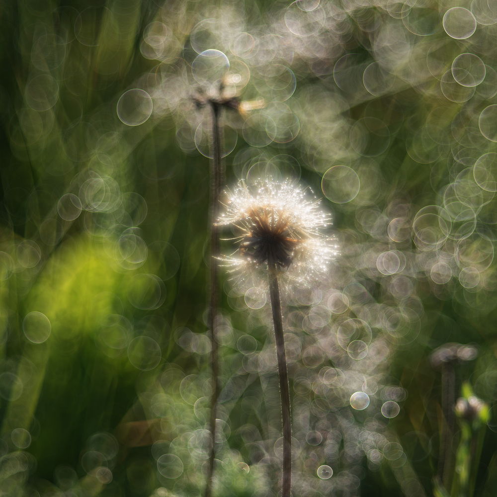 photo "***" tags: nature, macro and close-up, 