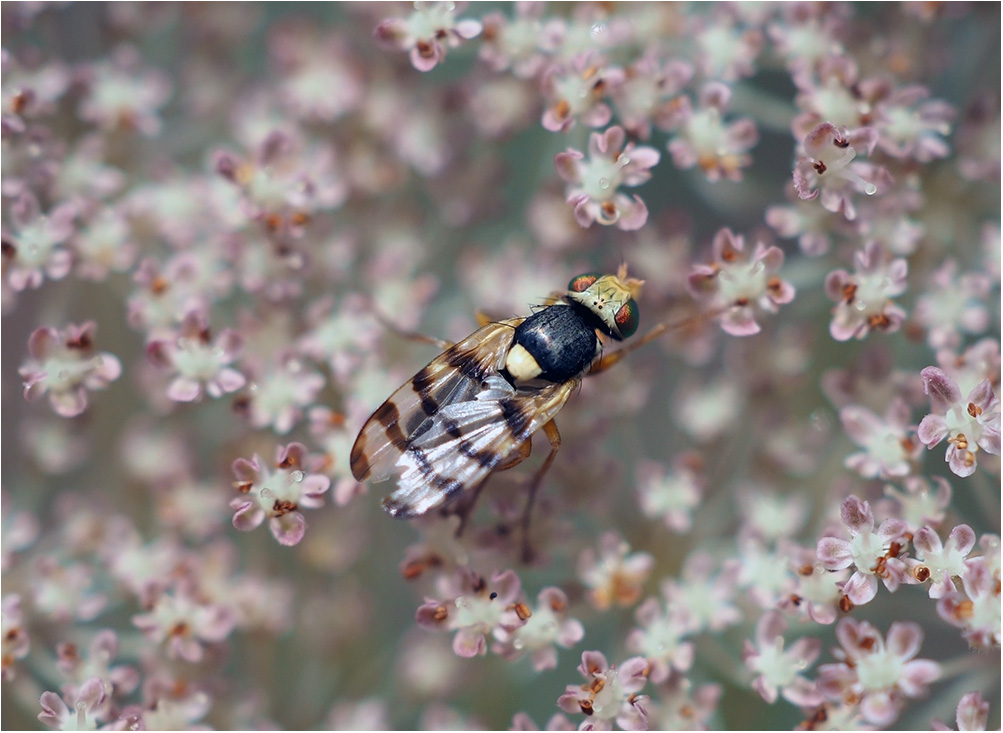 photo "Caring The Garden" tags: macro and close-up, nature, insect