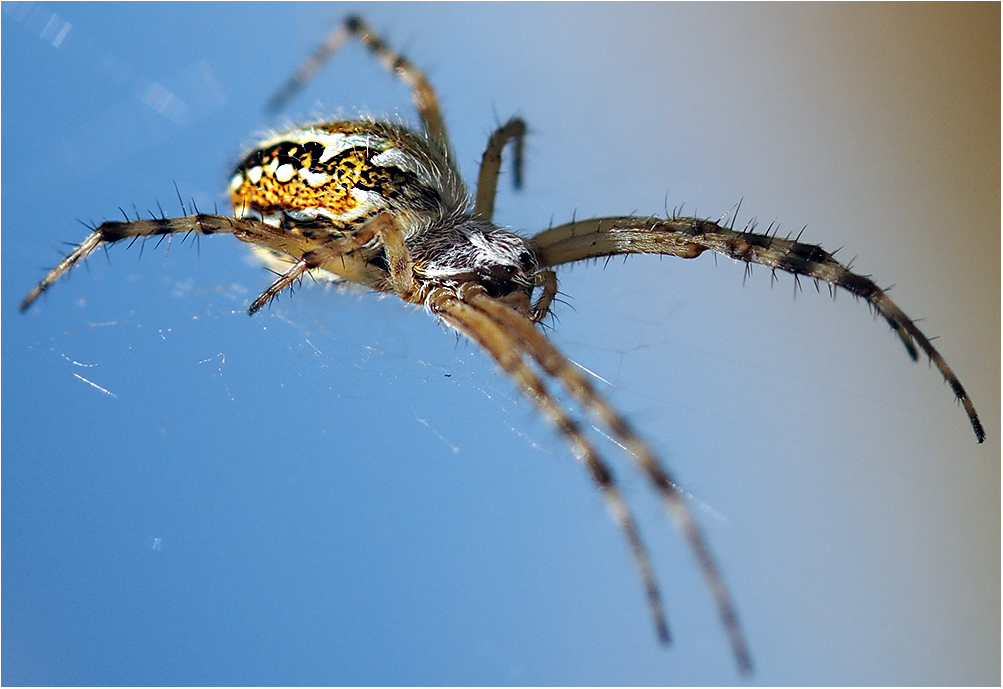 photo "Argiope" tags: macro and close-up, nature, spider