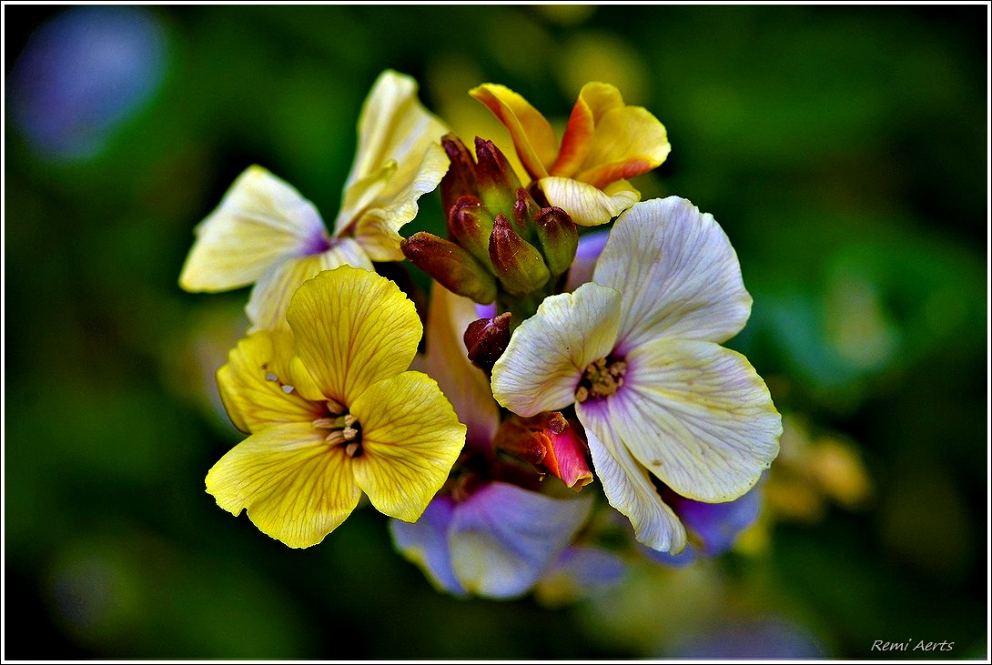 photo "***" tags: nature, macro and close-up, 