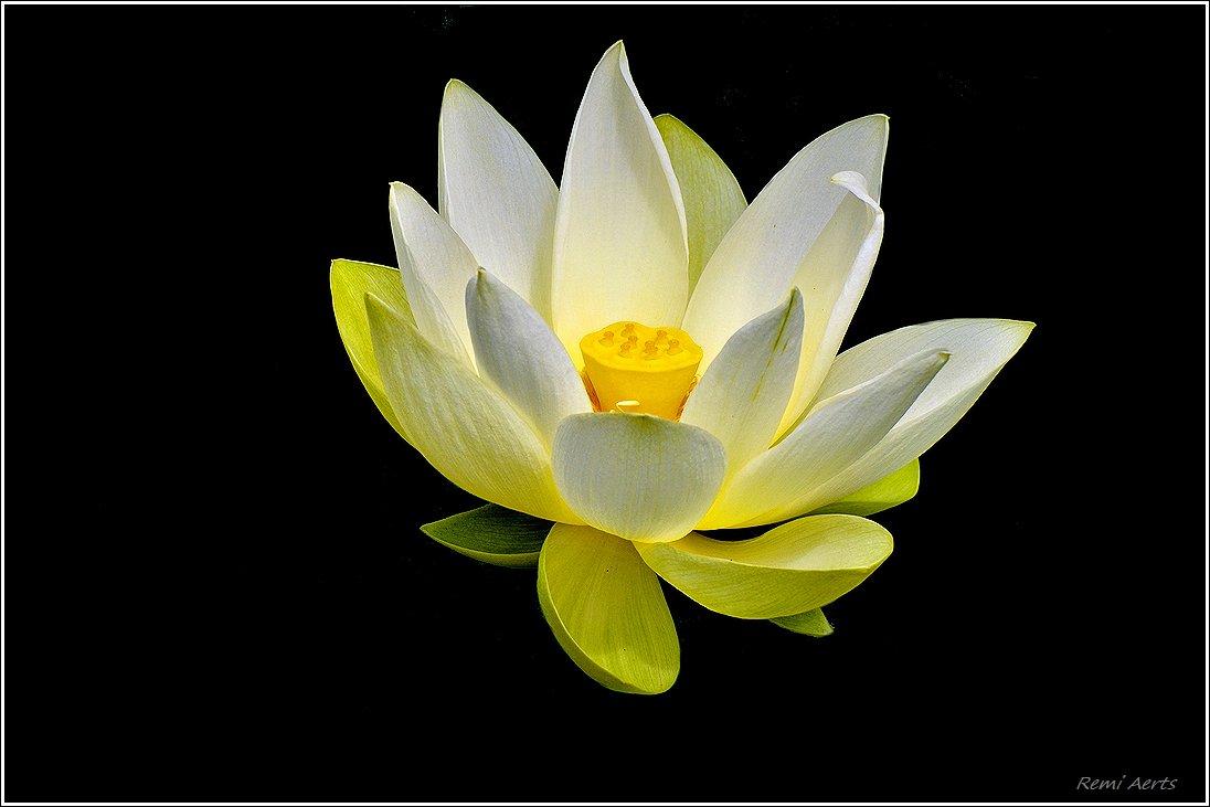 photo "white lotus flower" tags: nature, macro and close-up, 