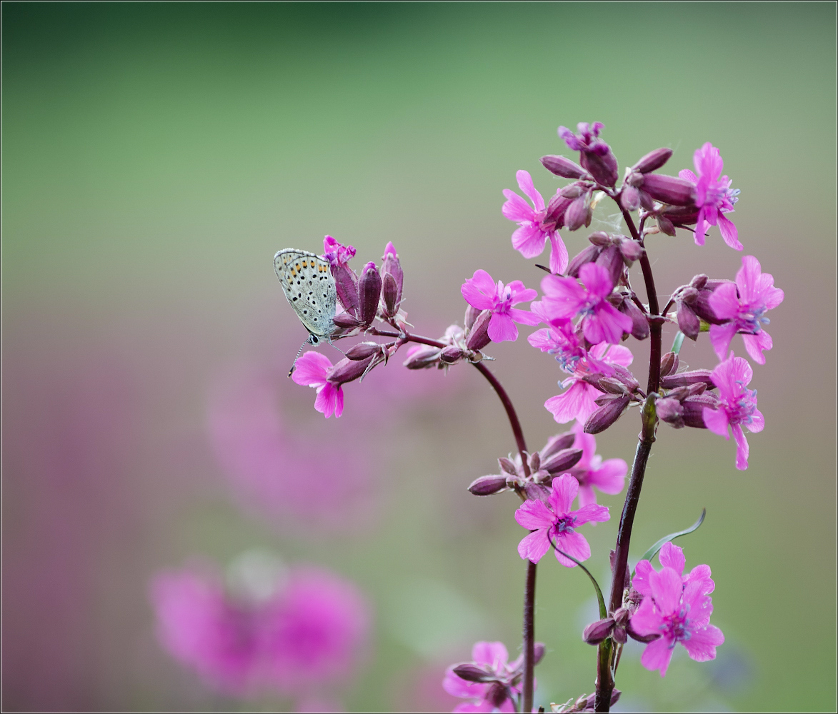 photo "***" tags: macro and close-up, nature, 