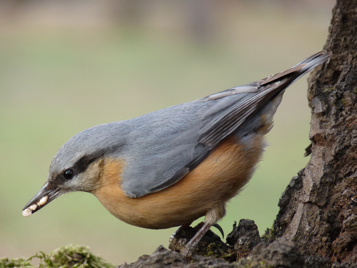 photo "***" tags: macro and close-up, wild animals