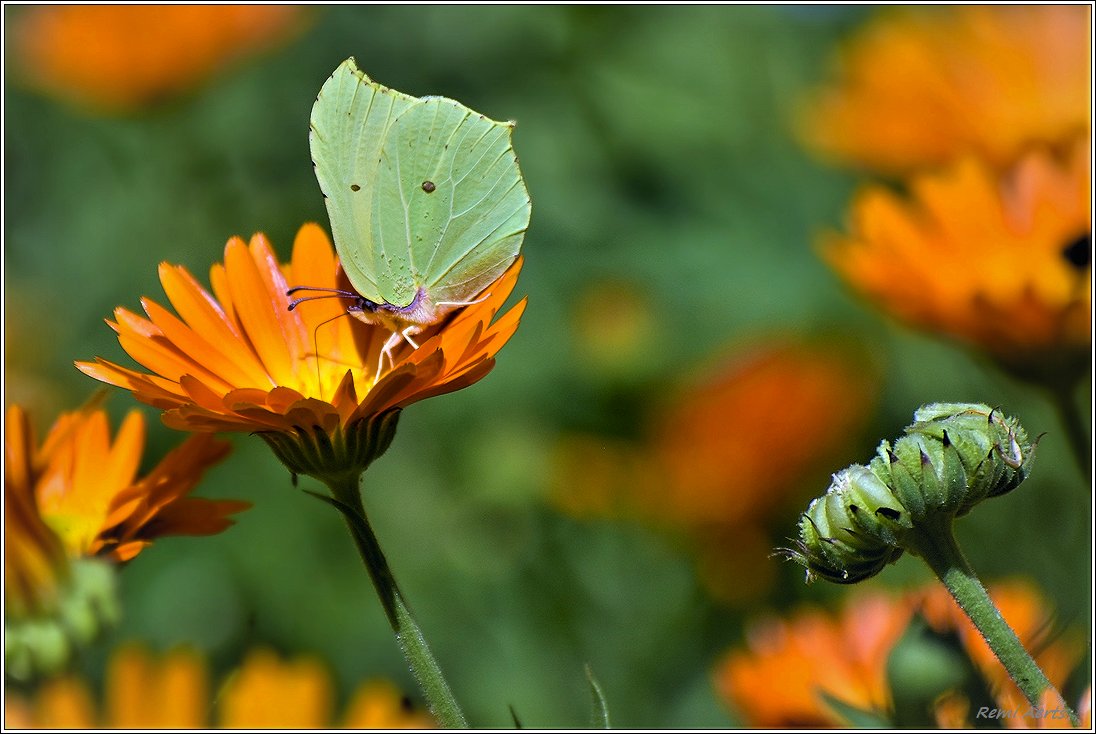 photo "***" tags: macro and close-up, nature, 