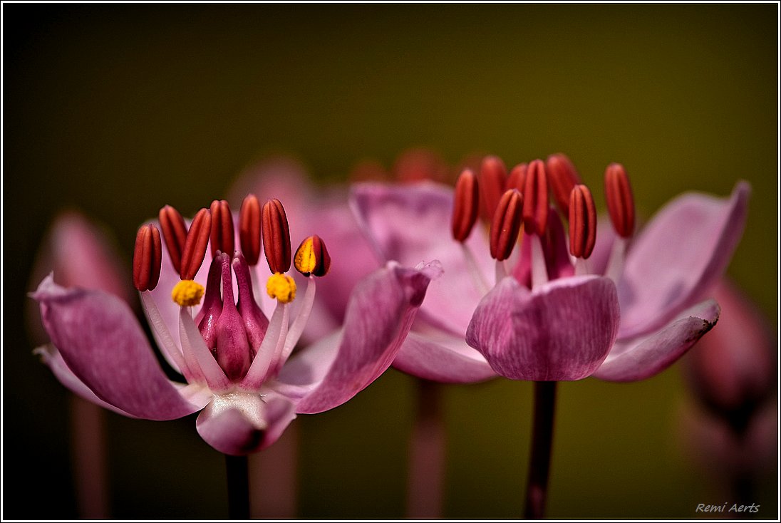 photo "***" tags: nature, macro and close-up, 