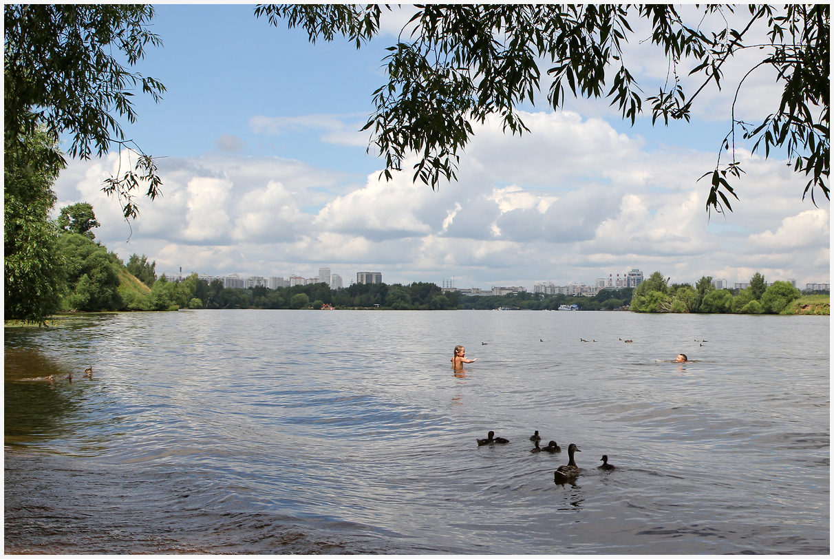 photo "Ducklings" tags: landscape, 