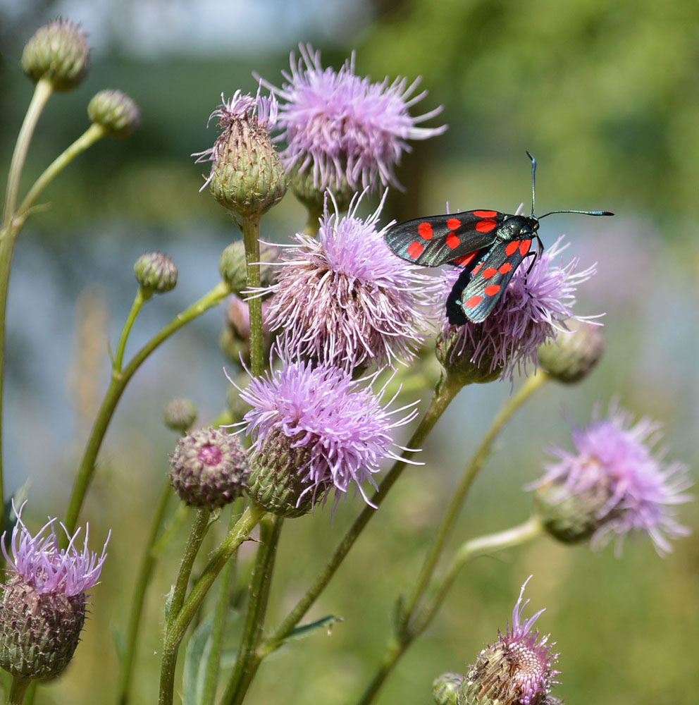 photo "***" tags: nature, 