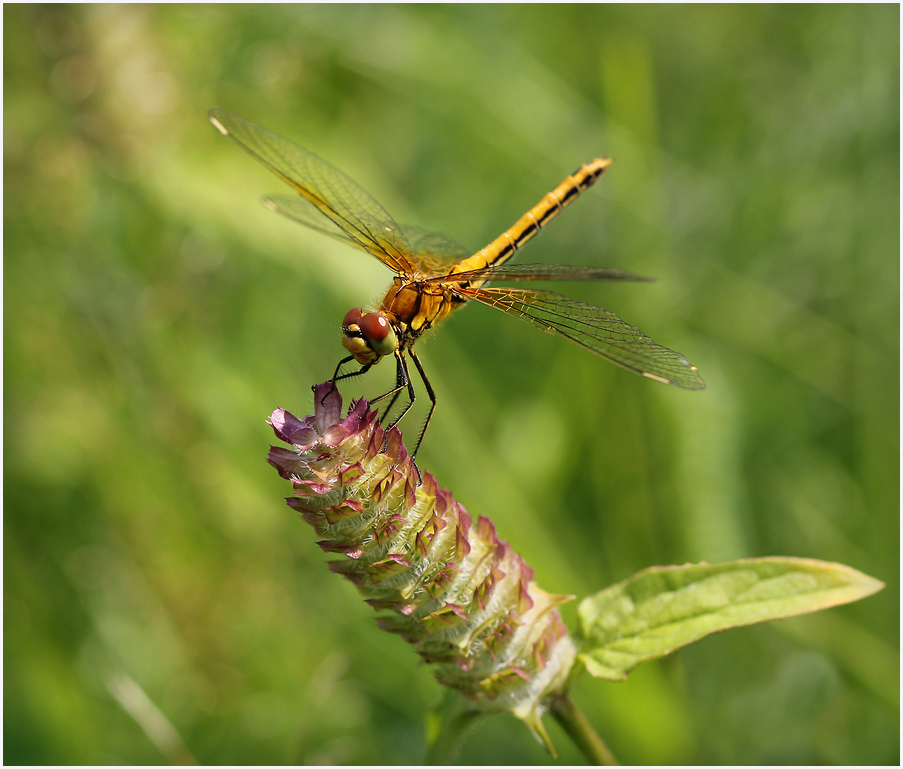 photo "Sunny day" tags: nature, macro and close-up, 