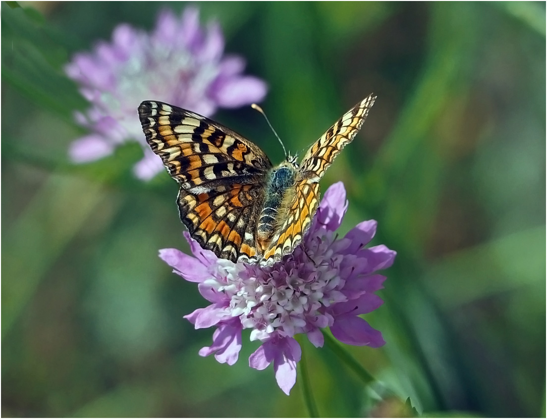 photo "***" tags: macro and close-up, insect