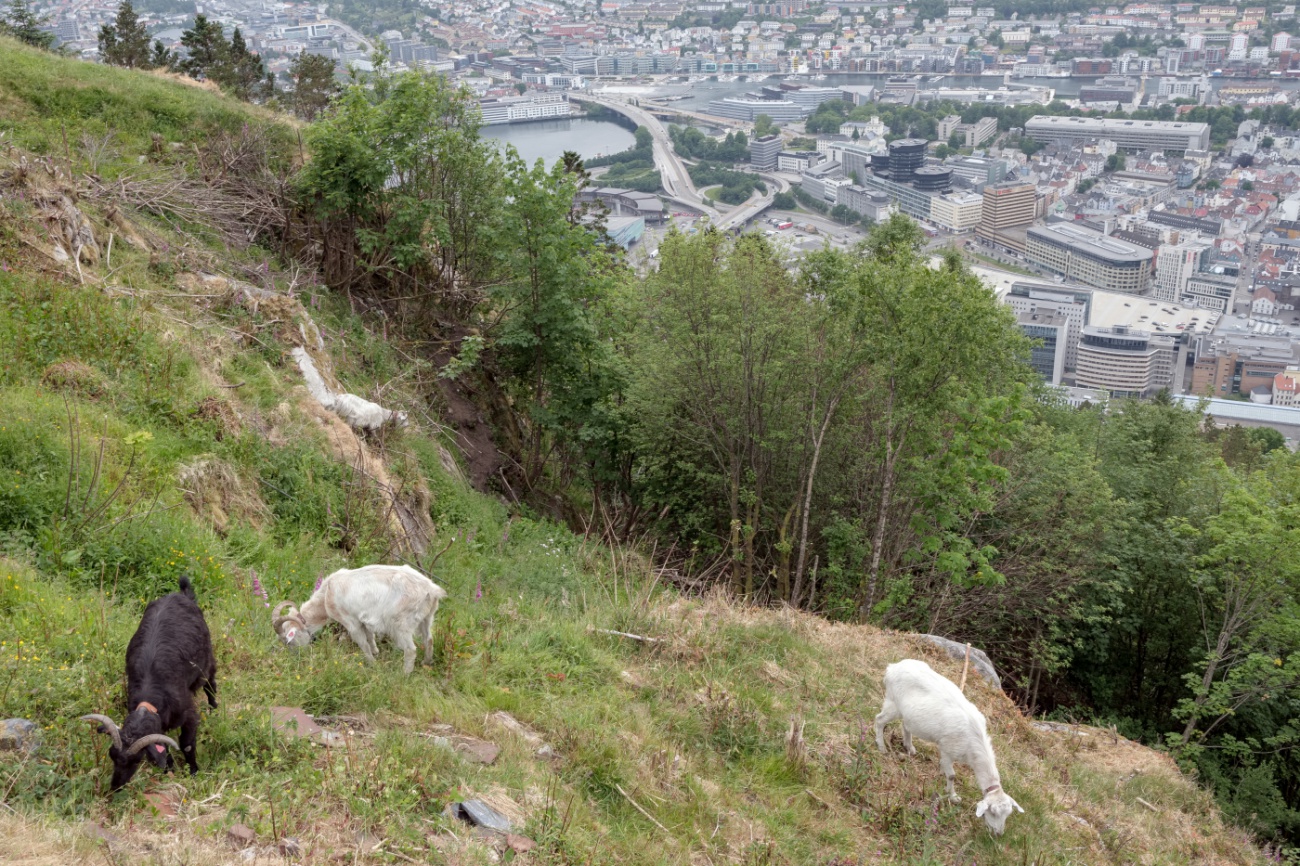 фото "Параллельные миры" метки: пейзаж, Берген, Норвегия, горы, животные, козы, мегаполис