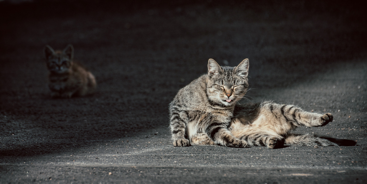 photo "кошачья зарисовка" tags: misc., street, nature, cat, kitten, tomcat, коты, котэ, кошки