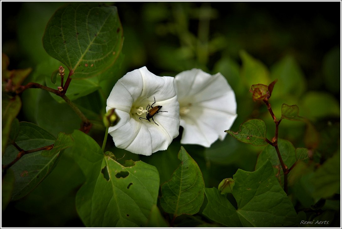 photo "***" tags: nature, macro and close-up, 