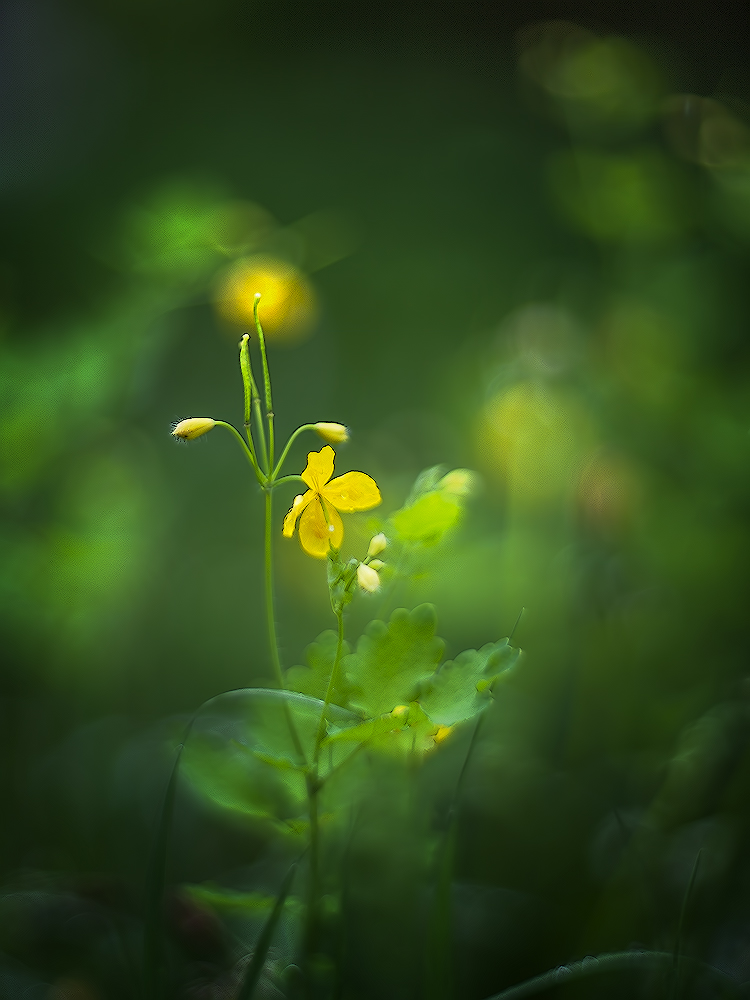 photo "***" tags: macro and close-up, 