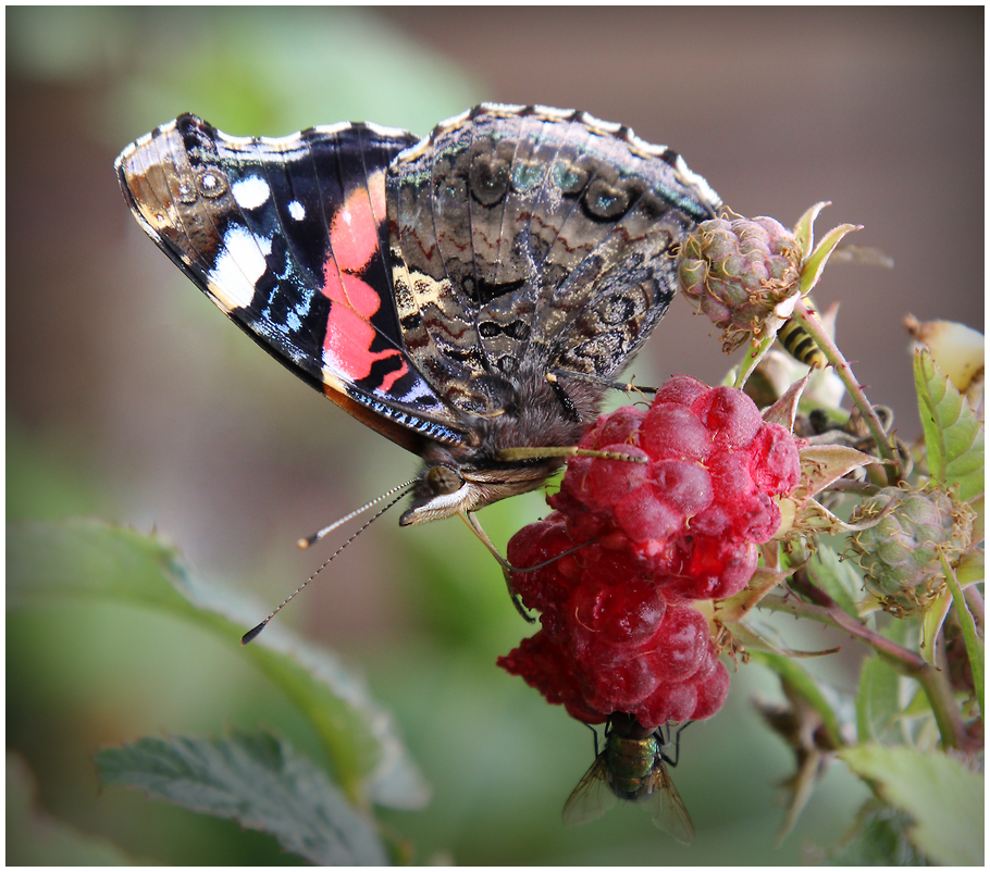 photo "Everyone likes raspberry" tags: nature, macro and close-up, 