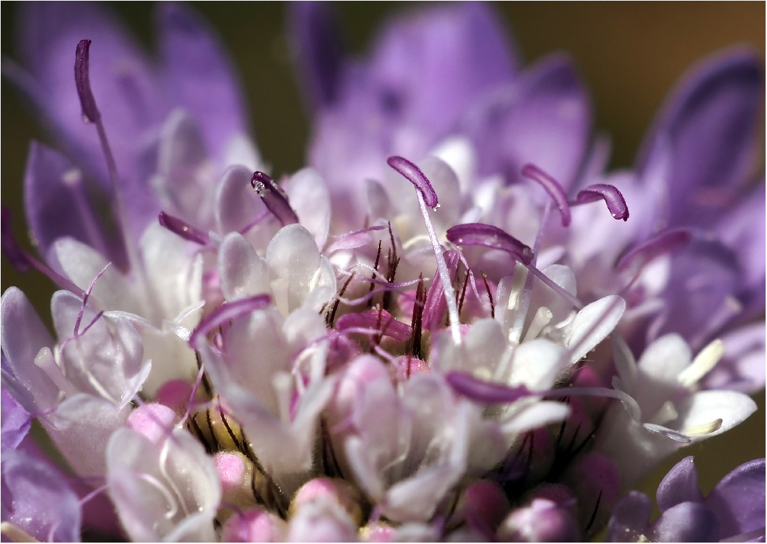 photo "Nectar" tags: macro and close-up, flowers