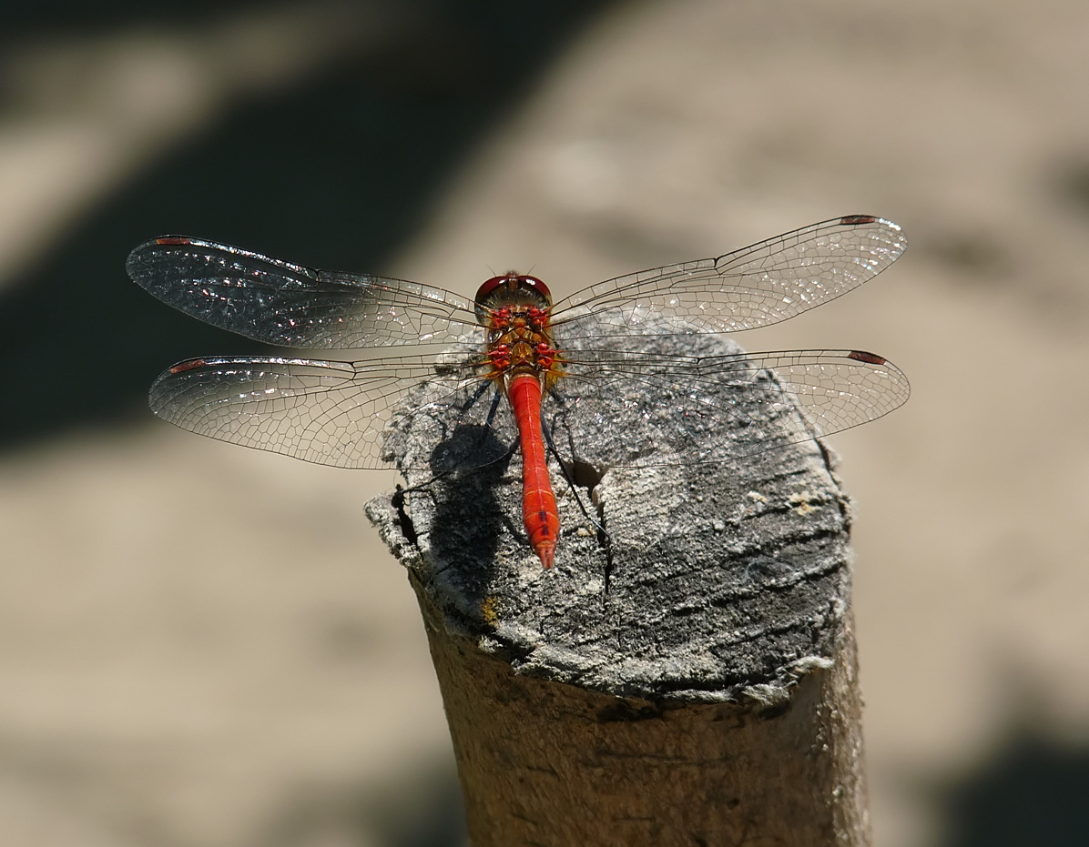 photo "***" tags: macro and close-up, insect