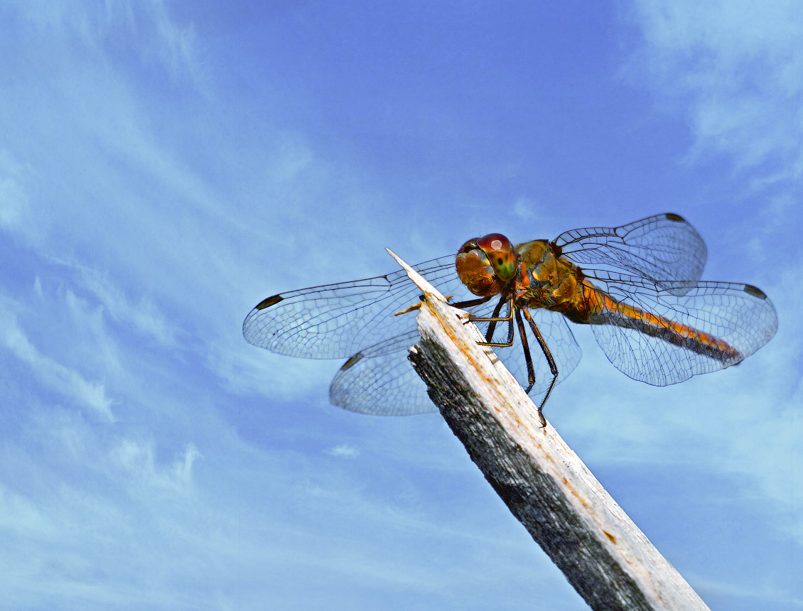 photo "Please take off!" tags: macro and close-up, макро, стрекоза