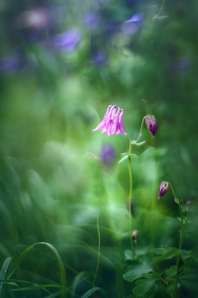 photo "***" tags: macro and close-up, nature, 