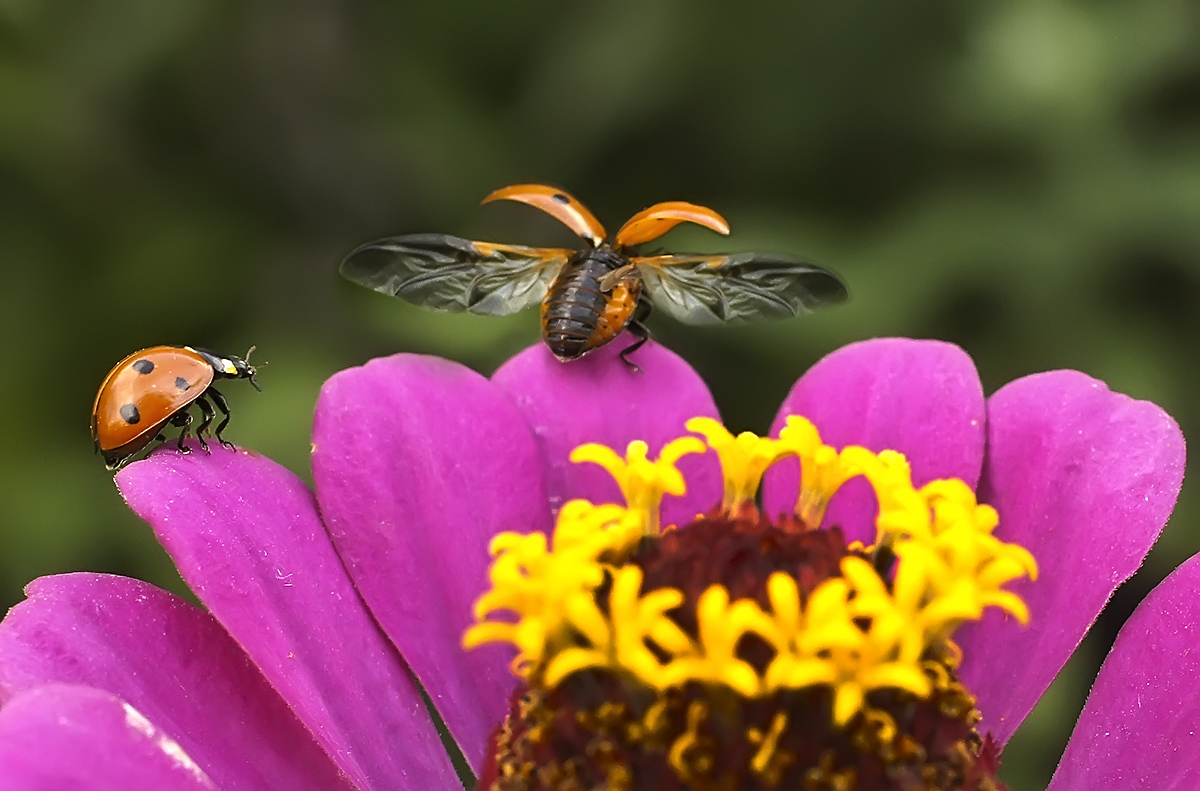 photo "***" tags: macro and close-up, nature, insect, божьи коровки, макро