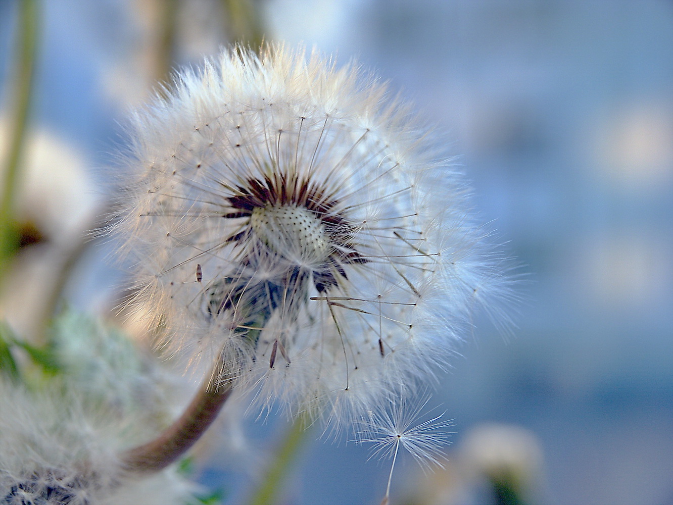 photo "***" tags: macro and close-up, 