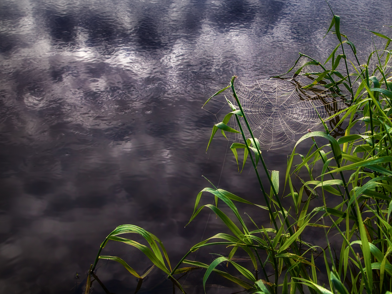 photo "***" tags: macro and close-up, nature, 